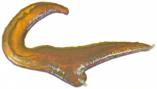 Otiorhynchus arcticus arcticus